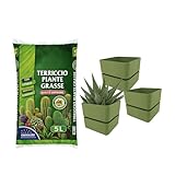 Virsus Kit Sacca Terriccio Piante Grasse 072 da 5LT + 3 Vasi quadrati con sottovaso 313 misura 12x11cm, Terriccio elevata capacità drenante, vaso per interno ed esterno per piante grasse (Olive)