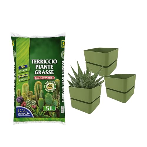 Virsus Kit Sacca Terriccio Piante Grasse 072 da 5LT + 3 Vasi quadrati con sottovaso 313 misura 12x11cm, Terriccio elevata capacità drenante, vaso per interno ed esterno per piante grasse (Olive)