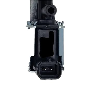 ミランダキシタアゲハ♀標本 カリマンタン産 152mm詳細ラベル付大型