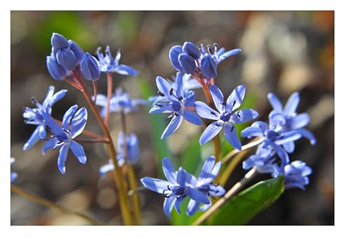 20x Scilla Bifolia Early Spring Flowering Bulbs Autumn Planting Hardy Woodland Perennial Naturalising Blue Flowers for Shade Borders Rock Gardens