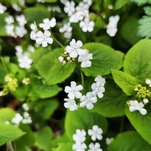 semillas de buglosa, resistentes para el jardín cubierta perenne resistente de otoño, silvestres de interior, 100pcs