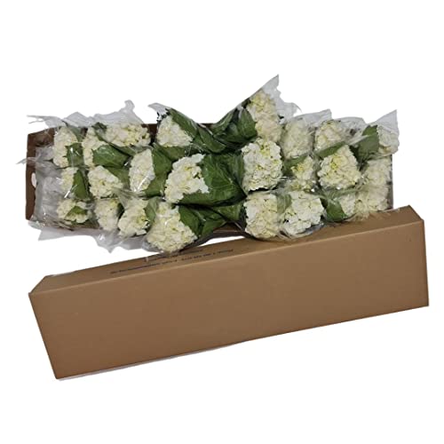 Bonita Farms White Hydrangea Fresh Cut Bouquets #TOP2