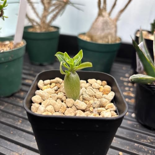 観葉植物 コーデックス 塊根植物」の人気商品一覧・価格比較 - 価格.com