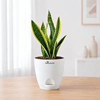 HELLOPLANTS Snake Plant Sansevieria Dracaena Trifasciata Live