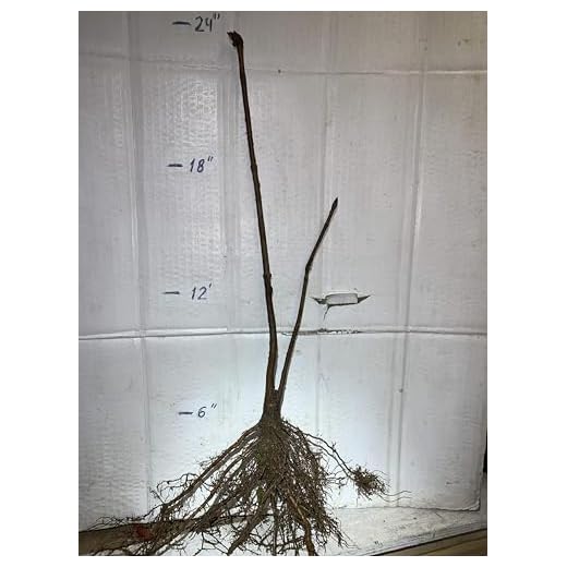 Yellow Buckeye (Aesculus flava) 11 Yellow Buckeye (Aesculus Flava) 2 Year Old Plant, 10-16 inches Tall, Sent with Roots Wrapped.