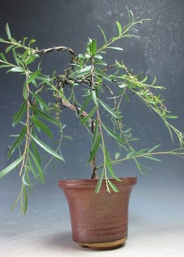 Amazon.co.jp: 盆栽 六角堂柳 【現品】（2988） : DIY・工具・ガーデン