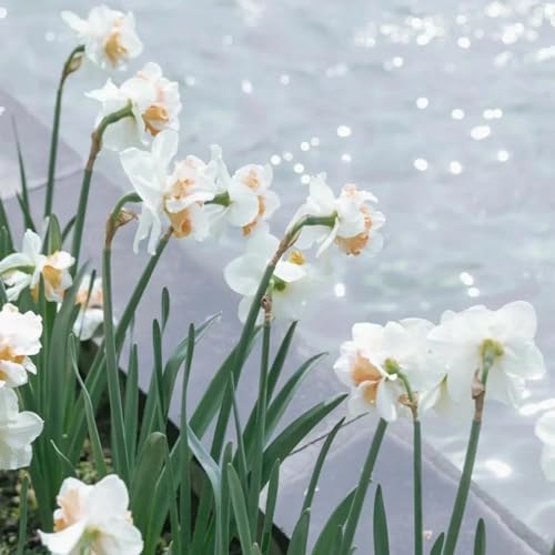 Narciso Bulbi,Piante erbacee perenni,Narcisi bulbi rosa,narciso fiore bulbi,bulbi di fiori doppi,Bulbi belli e sani,Daffodil bulbi Mix(Senza semi,non artificiali)-12bulbi-N