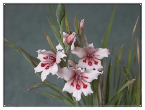 Gladiolus Bulbs UK,Potted-Plants-Rhizome,Excellent Display,Gladiolus Plants for Garden-10bulbs-B