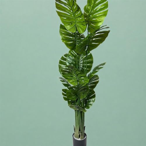 観葉植物 モンステラ 大型」の人気商品一覧・価格比較 - 価格.com