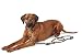 HUNTER Sansibar RANTUM Verstellbare Führleine für Hunde, modern, nautisch, 1 x 200 cm, grau & Sansibar Rantum Halsung, Hundehalsband, Tau, modern, nautisch, 55 (L), grau