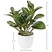 Briful Artificial Plants Mini Camellia Potted Fake Plants Small Faux Plastic Plants Desk Plant Artificial Flowers with Vase for Home Office Desk Kitchen Garden Indoor Decor