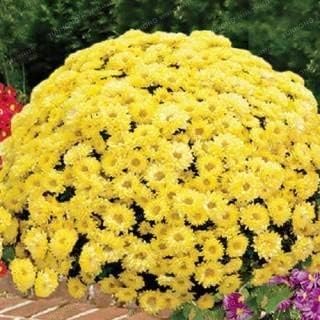 . 100 pc/sacchetto Terra-copertura vegetale crisantemo Bonsai Crisantemo perenne Bonsai Fiore Margherita Pianta in Vaso Per la casa Giardino: 4: Only Seeds