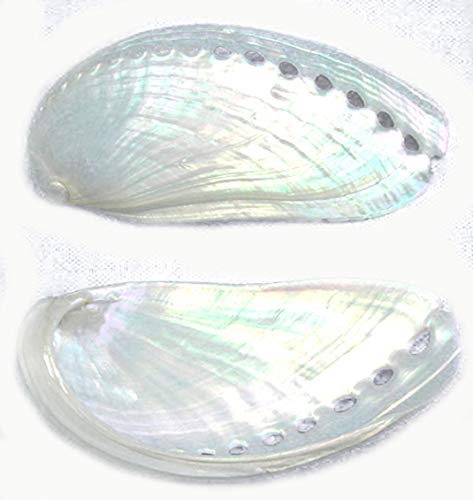 3 Extra Large Pearl Abalone Shells 3