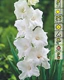  AGRONOM  GLADIOLO BIANCO PROSPERIDAD  Bulbos de flores decorativas  Bulbos perennes  Cultivado en jardines de flores  Las inflorescencias se recogen  Pack de 5 bulbos de flor