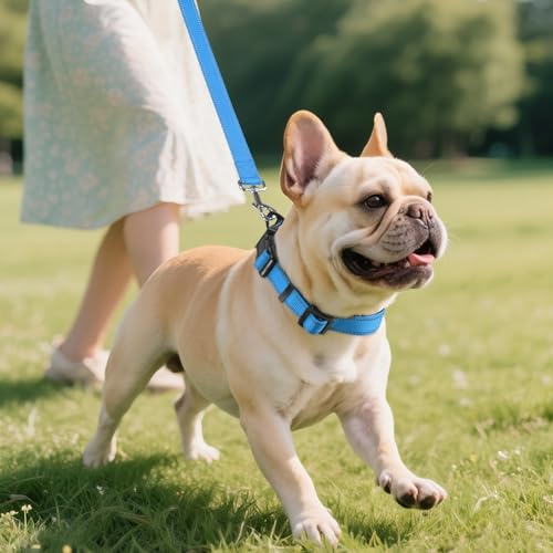 Joytale Halsband Hund, Gepolstertes Hundehalsband Breit aus Neopren Nylon Hundehalsband Verstellbar für Kleine Hunde, Weich und Reflektierend Hundehalsbänder, S, Blau