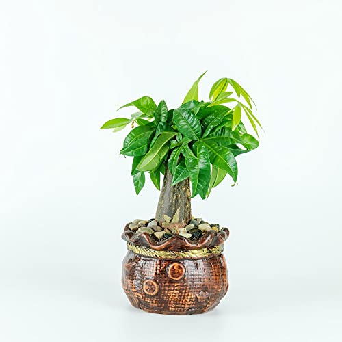 300 Samen Zuckerrohr Saccharum Officinarum - Hochbeet Bonsai Zimmerpflanze  Fr Sonnige Pltze