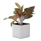 🌻 【Amplia Gama】 Color clásico con diseño simple, macetas ideales para exhibir la mayoría de las plantas y combinar bien con la mayoría de los estilos decorativos del hogar.