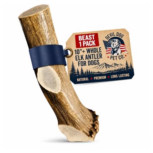 Devil Dog Pet Co. Elk Antlers for Dogs, Natural Dog Chew for Aggressive Chewers - Long Lasting and Odor Free - USA Sourced - Cleaner Teeth, Anxiety & Boredom Relief - Whole Beast 10"+ - Antler Bone