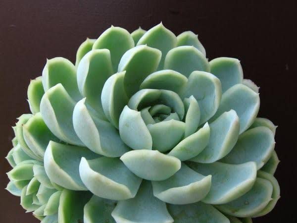 GROWDERS Echeveria ‘Derosa Herr’ Succulent Plant | Rosette-Shaped Succulent | Low Care Indoor & Outdoor Plant | Healthy Live Plant for Home, Office & Garden (PACK OF 1)-image-7