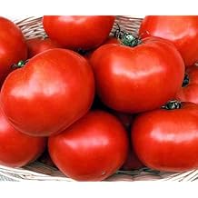 Florida 91 F1 Hybrid Tomato Seeds - Good yields of 9 to 11 oz red Tomatoes25 - Seeds