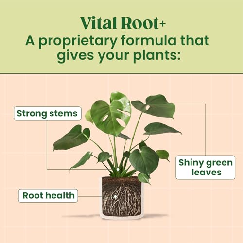 Root Supplement, Liquid Root Stimulator - for Fiddle Leaf Fig & Indoor Plants - Propagation Promoter & Root Rot Treatment - Food for Healthy Roots, Stems & Leaves Made in USA