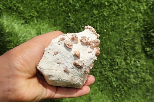 Image of Douvilleiceras & Gastropods Plate Cretaceous Fossils Fossils from Morocco Fossil Rock Ammonites Fossil A203