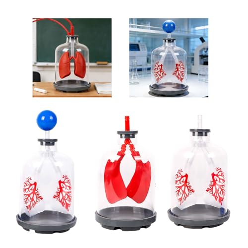 Modèle d'échange de gaz pulmonaire pour simuler la diaphragme - 2