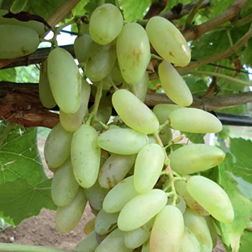 100+ Grape Seeds For Planting Mixed Colors #TOP3