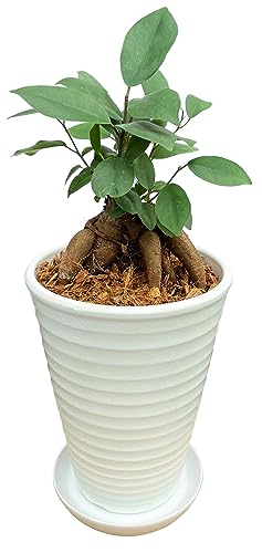 Ԃ̃Mtg KW} KW}̖ ϗtA { A ܂ ~j KW}A