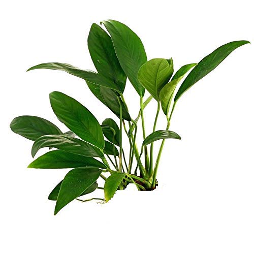 Maalavya Live Aquarium Aquatic Plant Anubias barteri VAR. glabra (7 to 10 Leaves) (B07RZ6JBLT) Amazon Price History, Amazon Price Tracker