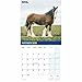 Carousel Worldwide, British Horses & Ponies 2026 Square Wall Calendar