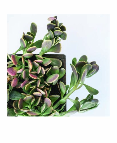 Succulent Garden Notecards: 20 Different Cards And Envelopes (Blank Nature Cards, Botanical Cards) #TOP4