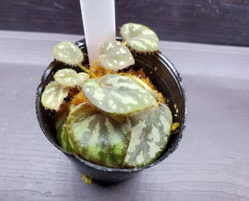 �x�S�j�A ���]�l���V�X �M�ѐA�� Begonia �ϗt�A�� �W���W���n�A��