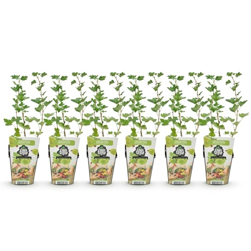 GreenboutiQ - Plantes fruitières - Groseillier à maquereau - Ribes uva-crispa Hinnonmaki Grun - Résistant à l'hiver - 6 Plantes - Pot 9 cm - Baie verte