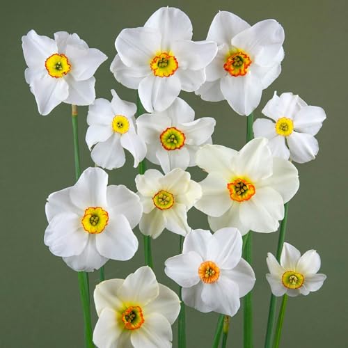 Page de couverture de Pioneering Women Gardeners, Daffodils and Climate Lessons
