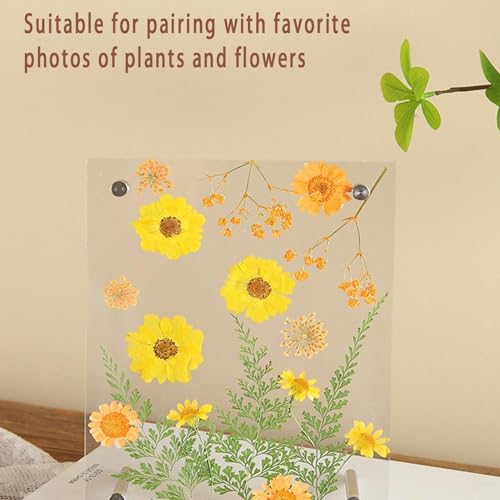 Cadre acrylique rectangulaire haute clarté pour exposition premium - 6