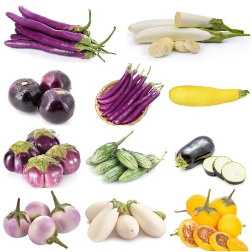 aubergine - solanum melongena zimmerpflanzen - Seltene - topfpflanzen balkonpflanzen küchenkräuter kübelpflanzen bonsai balkon deko hochbeete für 150samen