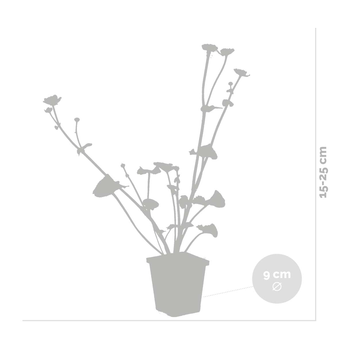 Bloomique - Set de 3 - Caltha palustris - Calta palustre - Plantas de estanque - Resistente al frío - Altura 15-25 cm - Maceta 9 cm