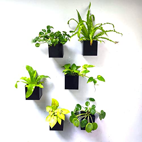 Lalagreen Wall Planter - 6 Pack, 4 Inch Square Metal Wall Planter For Indoor Plants, Small Black Wall Mounted Flower Pots Outdoor Garden Decoration, Balcony Planters Railings Hanging Outdoor #TOP3