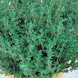 Thyme Common Great Garden Herb by Seed Kingdom 500 Seeds