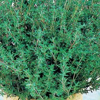 Seed Kingdom Thyme Common Bulk 30,000 Seeds