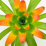 5 Guzmania Gloriosa Seeds – Exotic Tropical Bromeliad for Indoor & Outdoor Growing