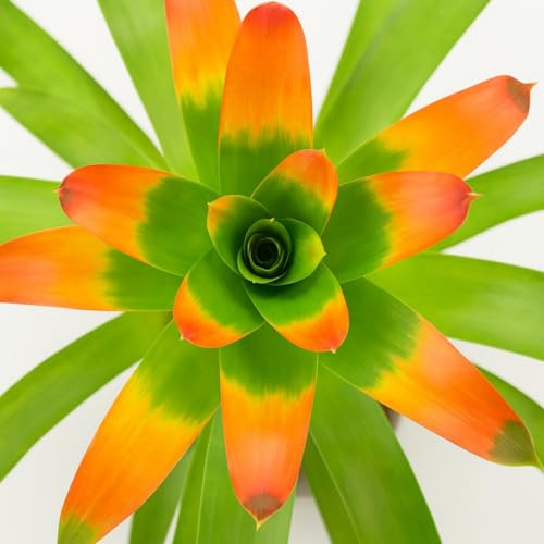 5 Guzmania Gloriosa Seeds – Exotic Tropical Bromeliad for Indoor & Outdoor Growing