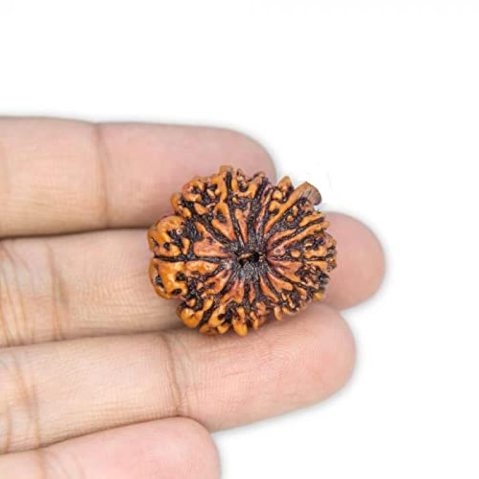 13 Mukhi Rudraksha Nepal With Silver Capping