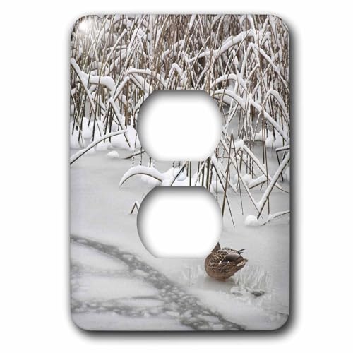 Plaque double prise de courant Canard colvert multicolore 3dRose
