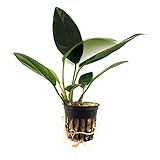 SubstrateSource Anubias congensis Live Aquatic Aquarium Plant