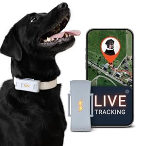 PAJ GPS Tracker für Hunde - 4G - Weglaufalarme + weltweite Live-Ortung - bis zu 10 Tage Akkusparmodus - Hunderückruf - mit Leucht-LEDs - Wasserdicht (IP67) - passt an jedes Halsband (Grau)