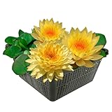 vdvelde.com