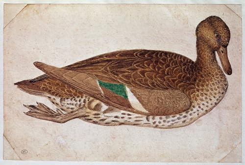 Cuadro de lienzo de Antonio Pisanello para dar vida y color a paredes vacias