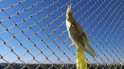 Kit 1.00x1.00 Redes de Proteção Malha 3x3 Para Gatos e Calopsita em Janelas (Branca)